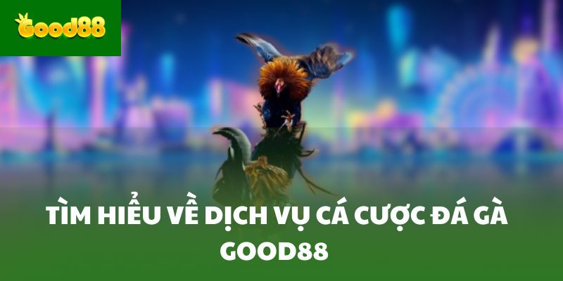 Tìm hiểu về dịch vụ cá cược đá gà Good88 
